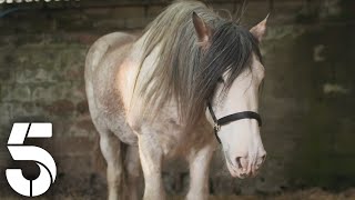 Beautiful Clydesdale Horse Has Infected Hoof | The Highland Vet | Channel 5