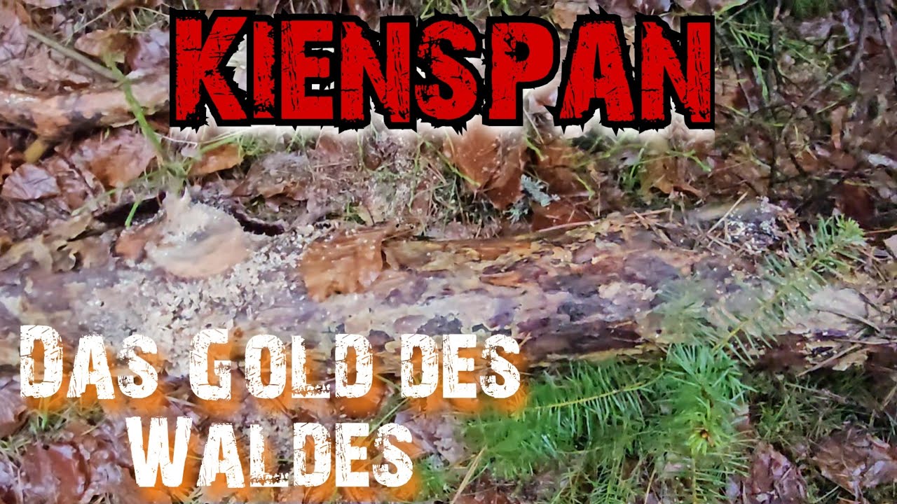 Kienspan - Das Gold des Waldes #bushcraft #outdoors #survival #botanik #fire #fatwood #kiefer 