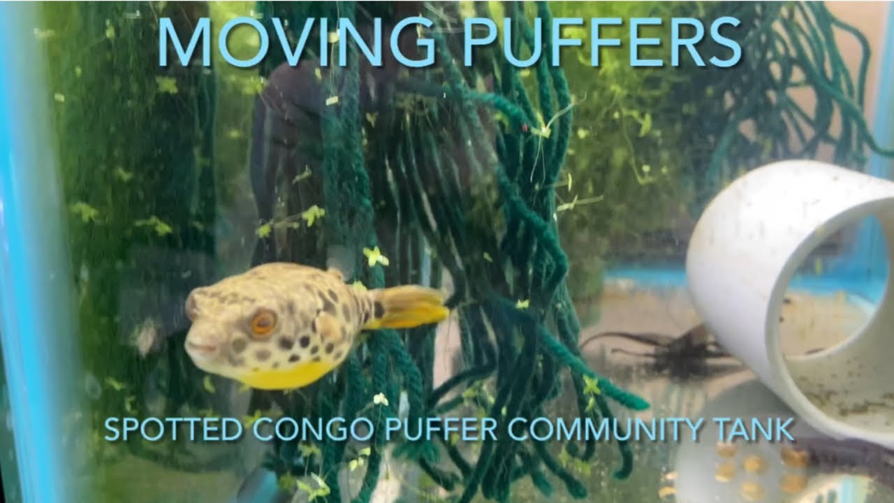 Moving Puffers: Spotted Congo Puffer Community