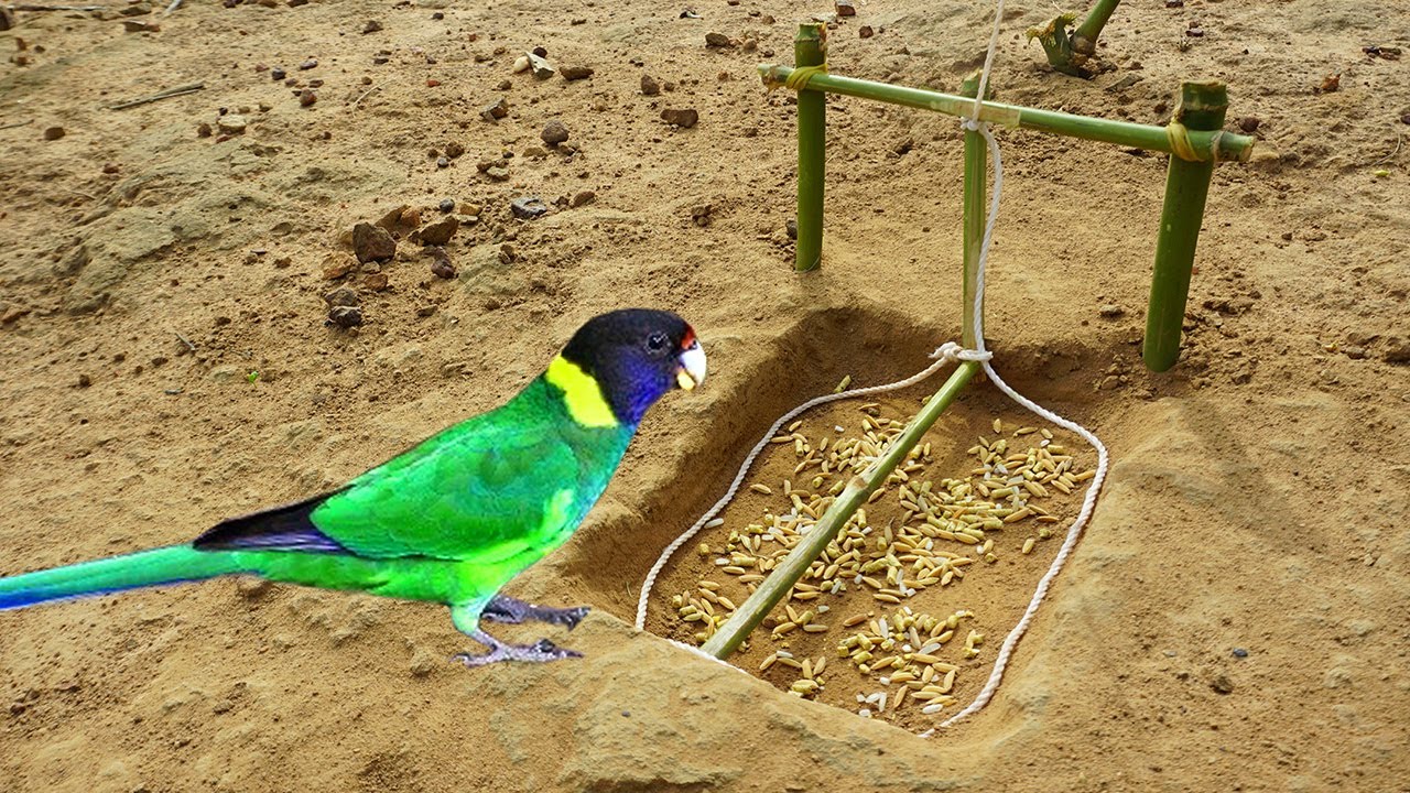 Amazing Easy Bird Trap Make From Bamboo Wood / How To Make Easy Bird Trap Work