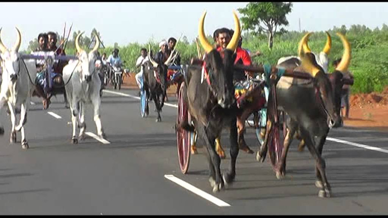 Taha Pindari Vs Atif Kala Race At Karachi Highway  | Antic Racing Group