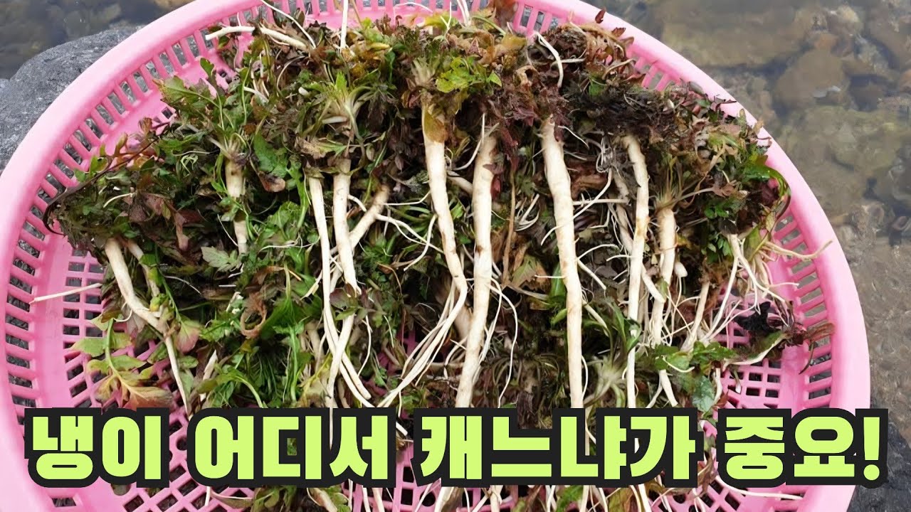 냉이 어디서 캐느냐가 중요해 