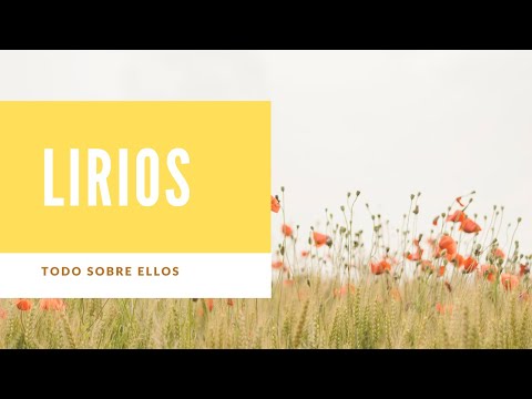 Video: ¿Qué significa lirios del campo?