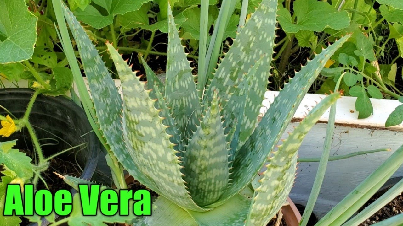 Diverticulitis treatment Aloe Vera YouTube