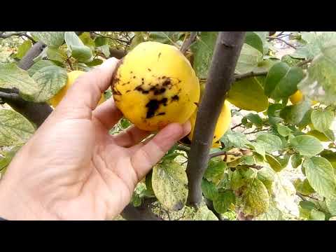 Video: Derain (42 Fotoğraf): çalıların Ve Meyvelerin özellikleri, Sonbaharda Kesimler Ve Budama Yoluyla Yayılmanın Incelikleri, Çin Dereninin Tanımı, Dekoratif Ve Sarı Yapraklı