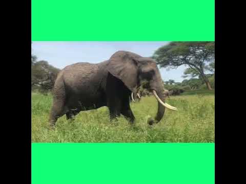 Elephants make sounds! - YouTube