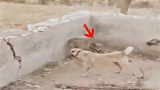 Wolf entered the wrong enclosure and paid the price!!! by Paws Channel 94,818 views 2 months ago 4 minutes, 41 seconds