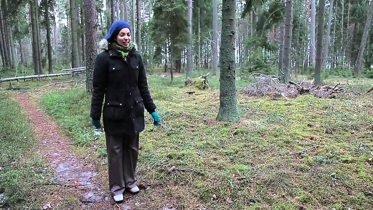 Waking Up Forest Scene