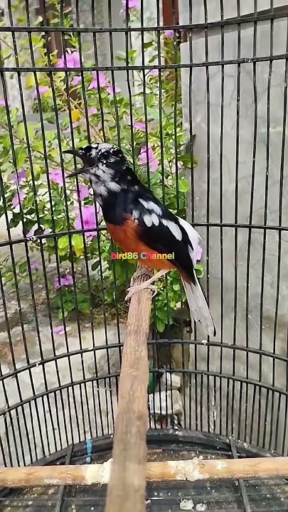 Murai batu trotol bikin ampuh banget buat pancingan #muraibatugacor #trotol #suara #gacor