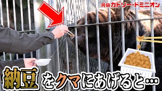 雑食のヒグマに納豆をあげると人間になついちゃう！？