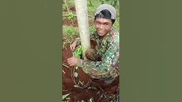 Tiêu lươn,đôn #nguyênnôngdân81