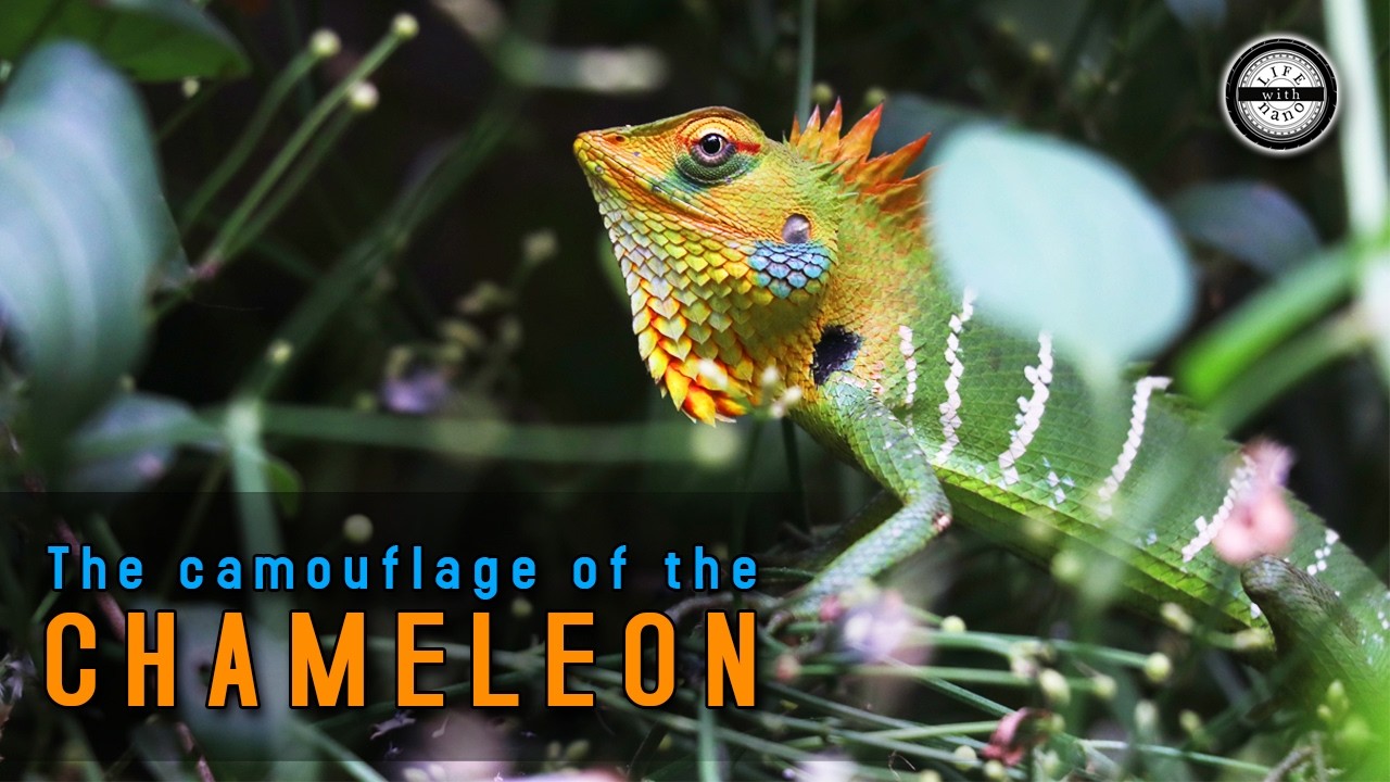 The camouflage of the chameleon #Life_with_nano