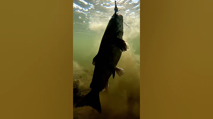 🎣 CRAZY Fish BITE This Bait?! 🤯 Unbelievable Underwater Footage! 🐟