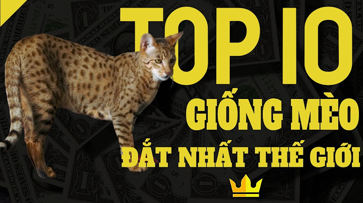 Top 10 loài mèo đắt nhất thế giới