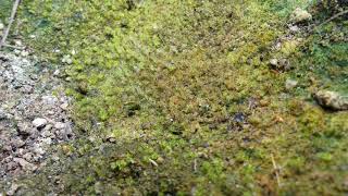 Biological Crust, Moss and Bugs macro time-lapse [raw]