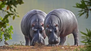 Animal in The world"hippopotamus"🦛🦛"