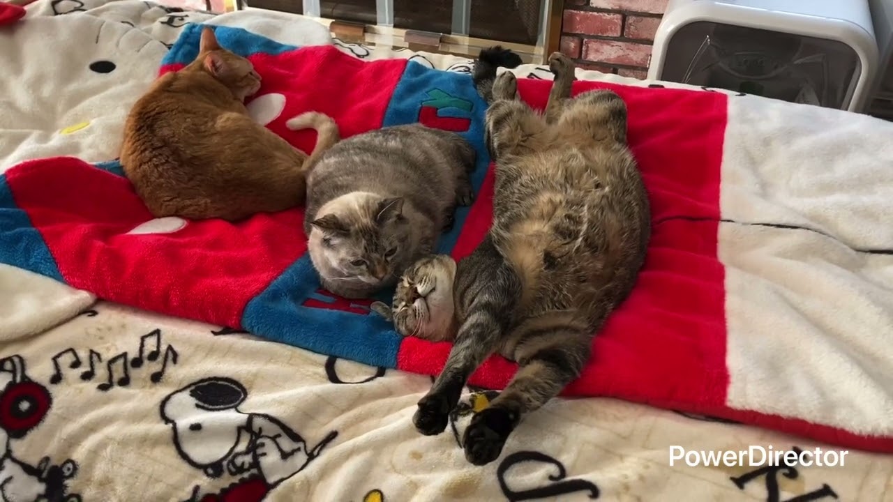 甘えん坊の黒豆ちゃん💖シナモン母さんと親子のぬくもり動画🐾🌿✨保護して本当に良かった…