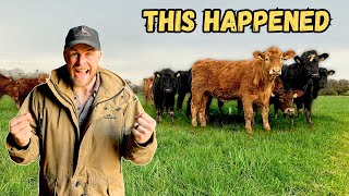 Cattle Turn Out 2024 | Grassland Management | Happiest Cows In The World