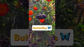 Butterflies and Flowers: Nature's Perfect Harmony! 🦋🌺 #butterflies  #flowers Profile