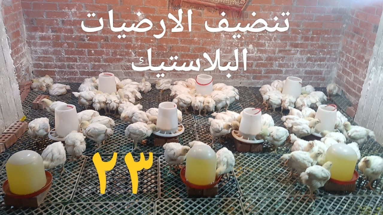 طريقه تنضيف الارضيات البلاستيك بكل سهوله # علشان تحافظي علي فراخك من المعوي والتنفسي 