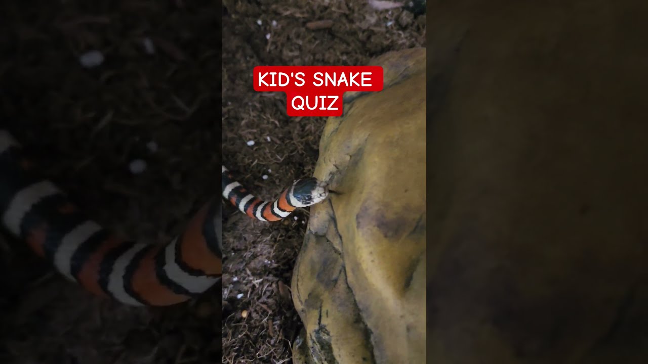 Utah Milksnake Followed By Arizona Mountain Kingsnake What Do You Notice About Their Heads 