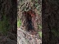 Chaga Pilz #chaga #wildlife #shorts #birke #wald #forest #sammeln