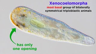 Phylum Xenacoelomorpha and an Introduction to Nephrozoa
