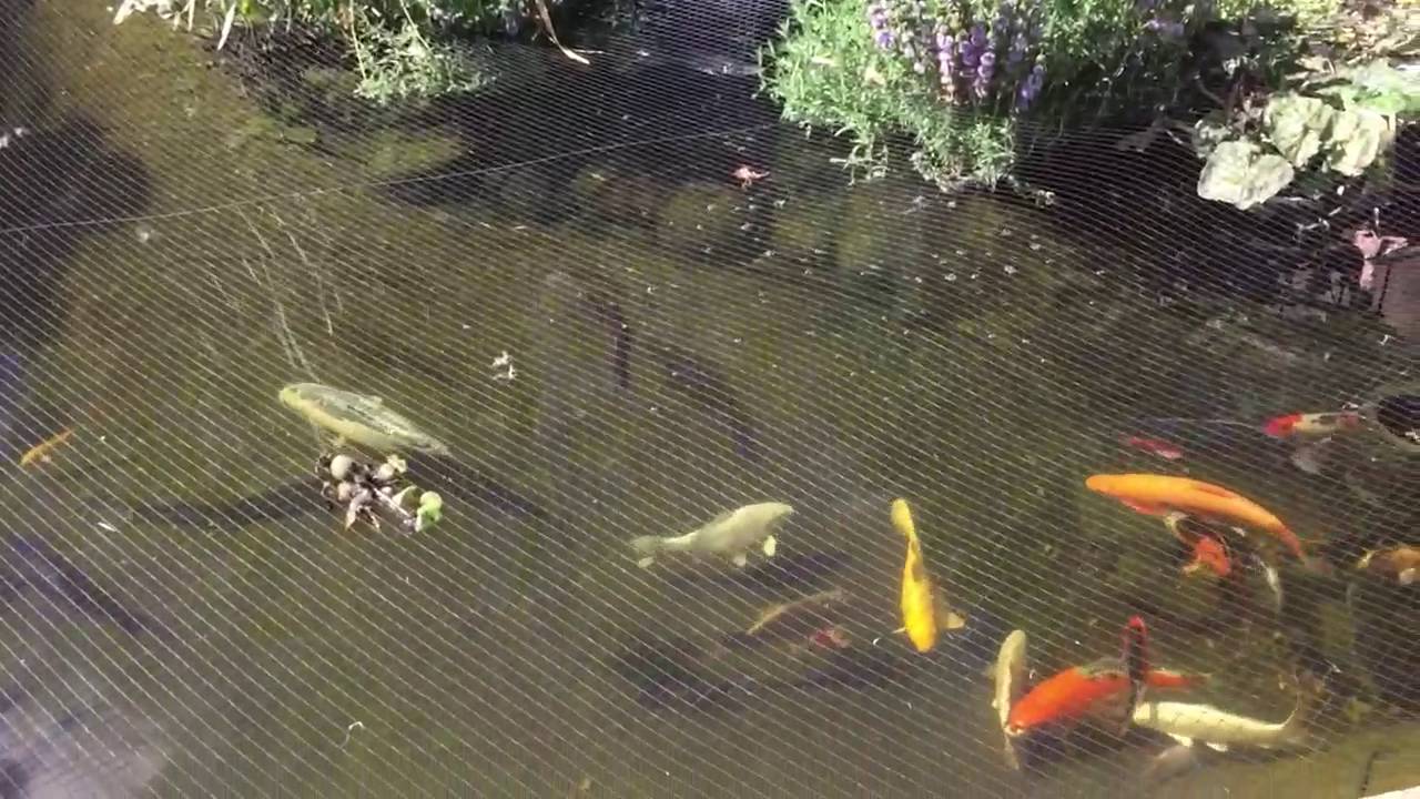 Koi Pond Crystal Clear Water You Koi Pond Crystal Clear Water