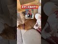 【本日のにゃむにゃむ】　　　　　　　エマニエル坊や🤔🤭🤣　　　　　　　　#犬 #犬と猫 #猫#柴犬