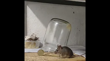 Как поймать мышку 🐁