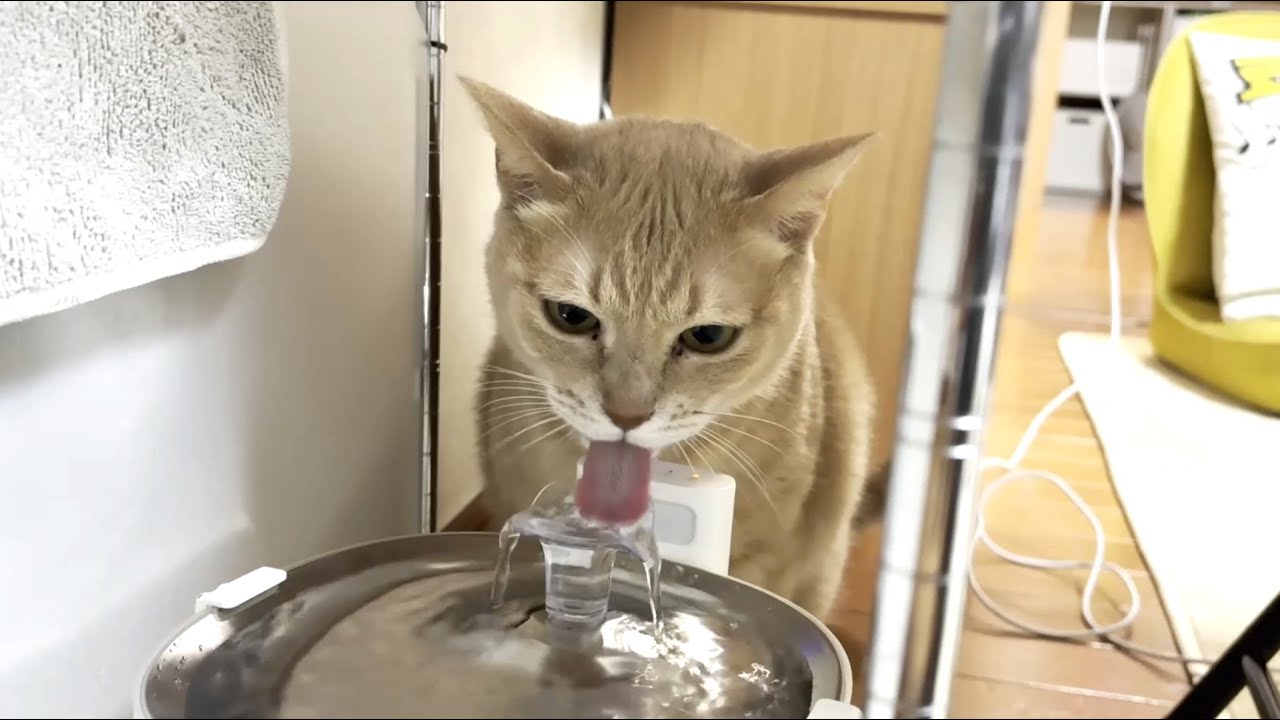 床をびしょ濡れにする猫のおかけでカビが生えてきました