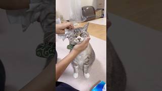 【かわいい】猫の耳掃除 #ねこチャック #猫 #Cat