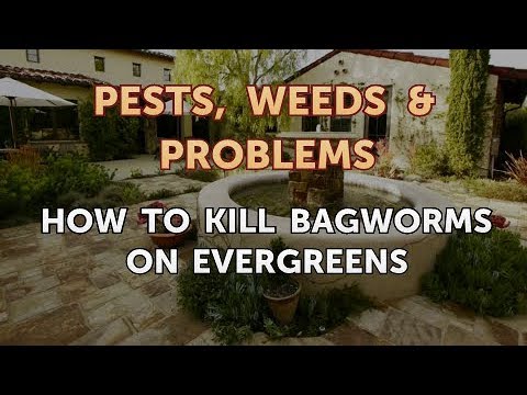 Como matar Bagworms em Evergreens