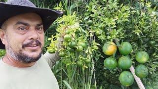 colhendo laranja mexerica alimentando os animais do sítio