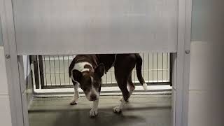 acs A685438