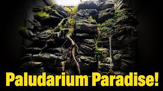 Paludarium Paradise - My Paludarium Collection 