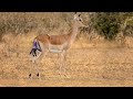How Mother Impala Giving Birth