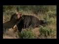 Male lion takes down buffalo, &amp; bulls