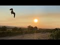 Falconry | Lure Flying Falcon Over Vineyard