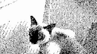 flipnote hatena- cat funny