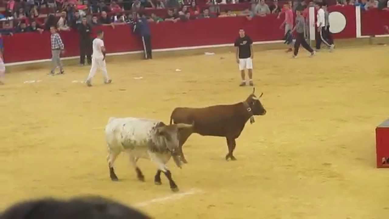 yoshinori ohsumi Fiestas del Pilar 2014-Vaquillas domingo 5 octubre [última vaquilla]