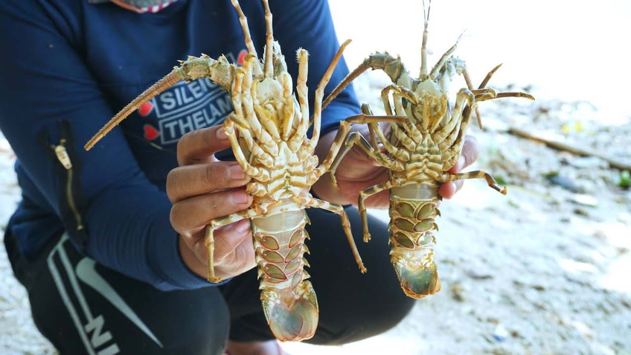 Disini Adalah Lokasi Favorit Para Nelayan Untuk Berburu Udang Lobster Ukuran Jumbo