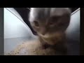 Chipi Chipi Chapa Chapa Rubi Rubi Raba Raba Song рџЋµ Chipi Chipi Chapa Chapa Rubi Rubi Raba Raba Song рџЋµ