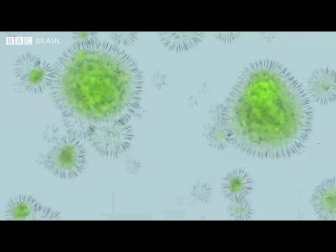Vídeo: Epidemia e pandemia de gripe