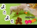 よたよたしたと思ったら…最終的にラバーブーツで愛犬はお散歩できるのか問題