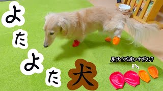 よたよたしたと思ったら…最終的にラバーブーツで愛犬はお散歩できるのか問題