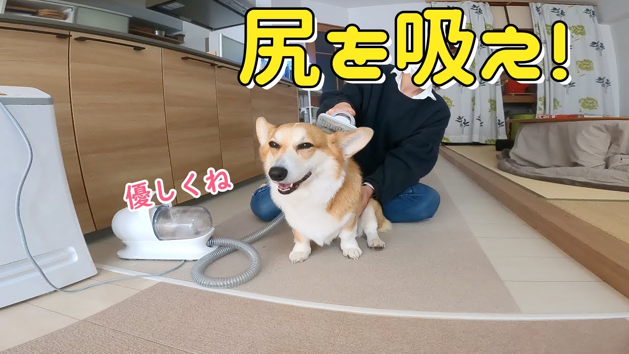 尻毛が無限に生えてくるらしいコーギー Youtube