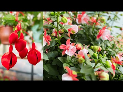 Video: Fuchsia Won't Flower: How To Get Fuchsia To Blossom