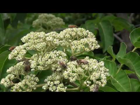 Video: Är Bee Bee Tree Invasive - Information om Bee Bee Tree Care