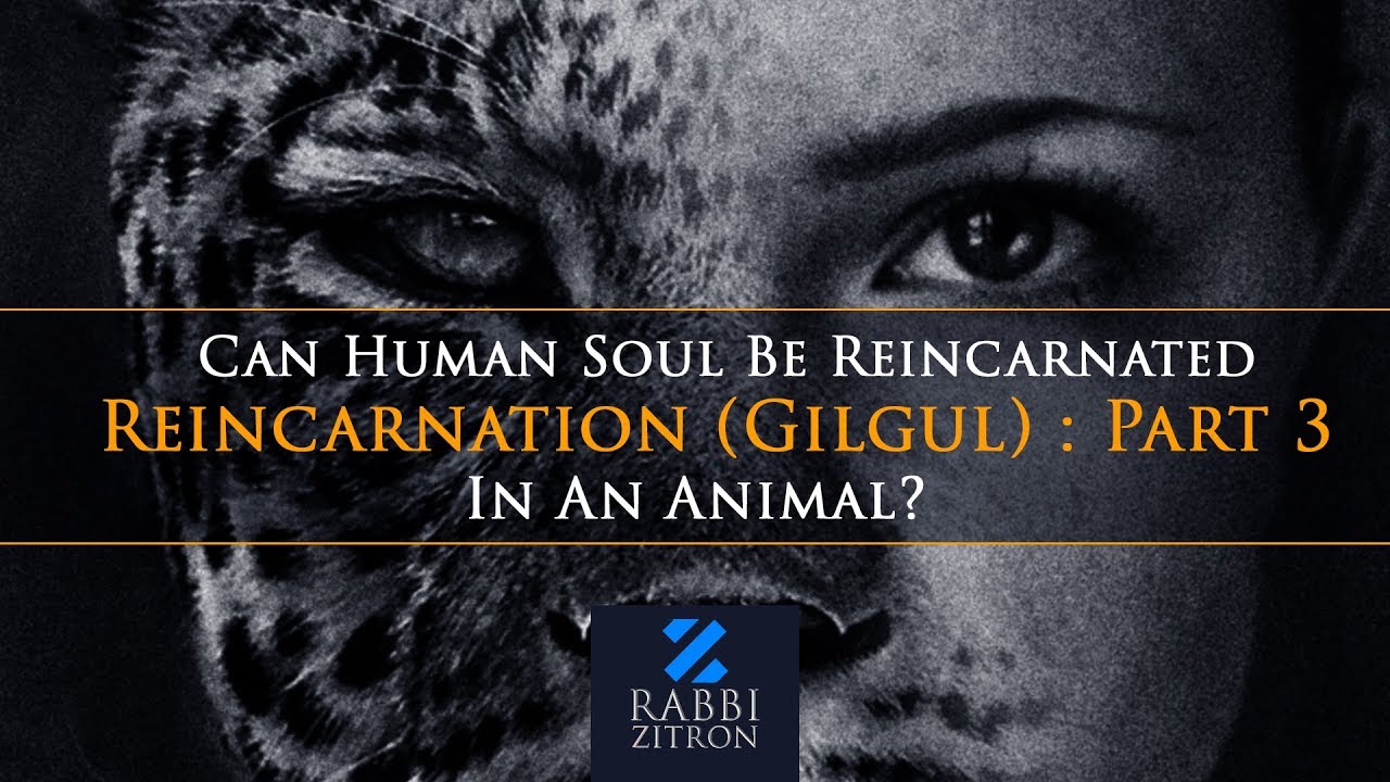 Reincarnation (Gilgul) Part 3 Can Human Soul Be Reincarnated In An